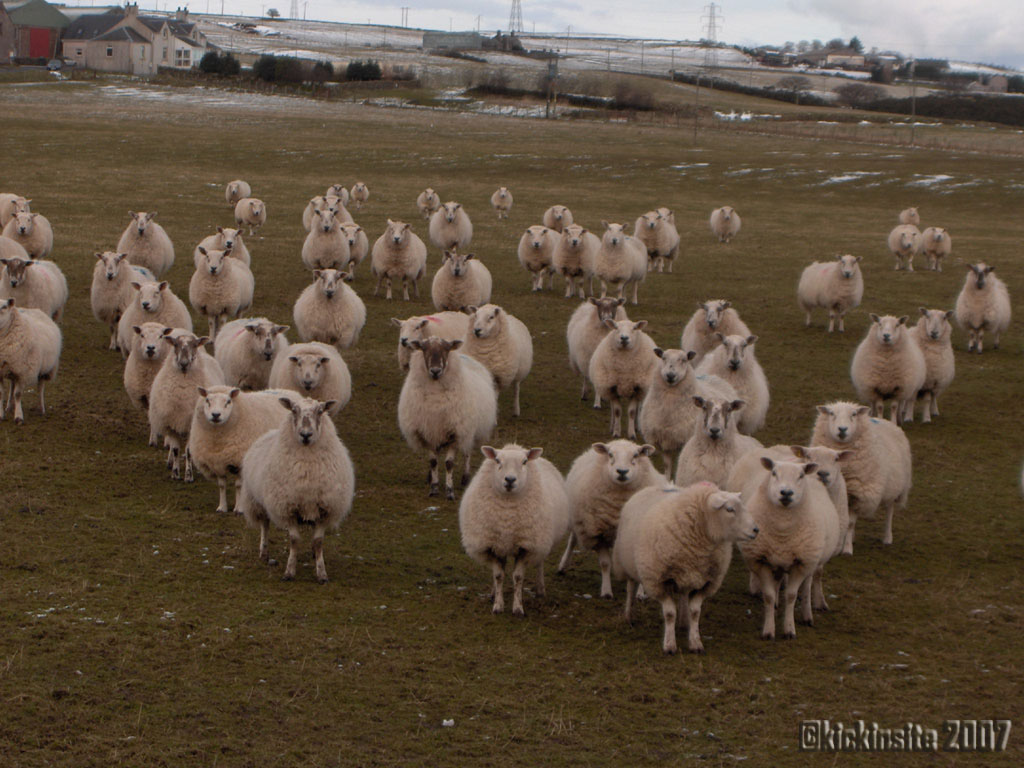 Schapen kijken u aan